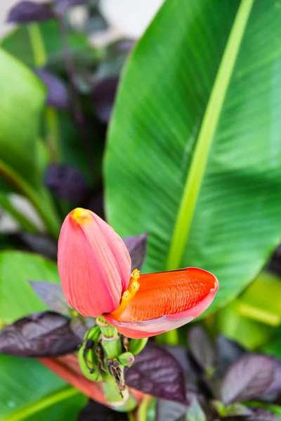 Großaufnahme Bananenblüte — Stockfoto