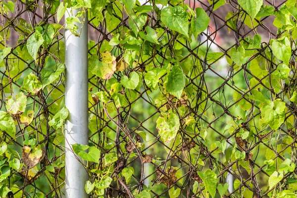 Green vine on steel fence — Stock Photo, Image
