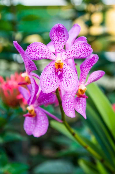 Violeta flor de color orquídea — Foto de Stock