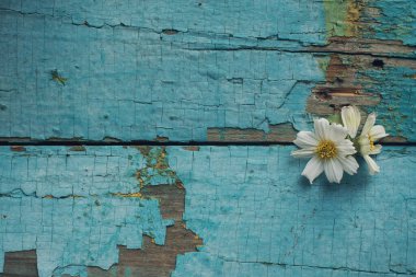 Kırsal turkuaz tablonun üzerinde beyaz papatya, metin için kopyalama alanı olan soyut arkaplan, seçici odak