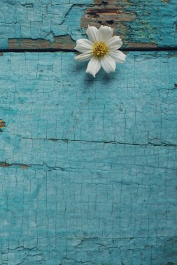 Kırsal turkuaz tablonun üzerinde beyaz papatya, metin için kopyalama alanı olan soyut arkaplan