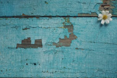 Kırsal turkuaz tablonun üzerinde beyaz papatya, metin için kopyalama alanı olan soyut arkaplan