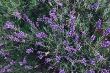 Lavanta rengi mor çiçekler bahçede çiçek açıyor, seçici bir odak noktası.