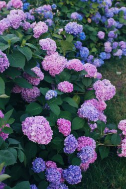 Bahçedeki renkli ortanca çiçekleri, seçici odak