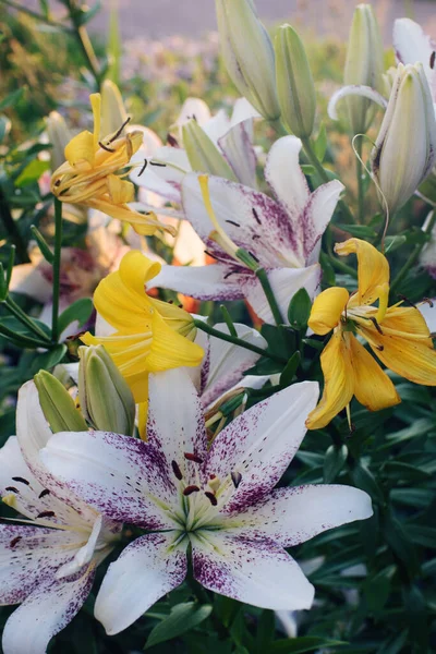 Garden Yellow Tiger Lilies Blossom — Stock Photo, Image