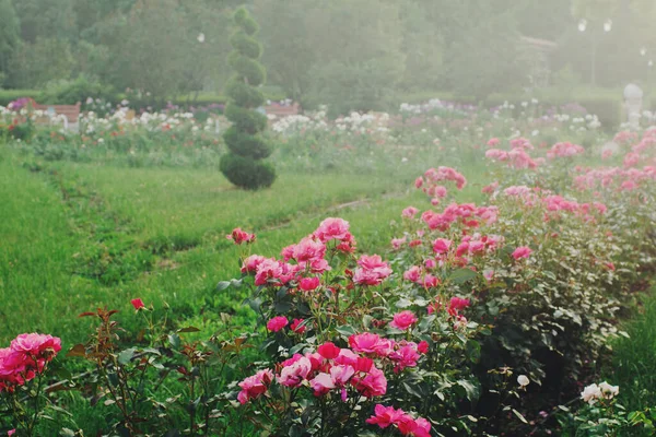 Jardim Botânico Com Rosas Rosa Flor — Fotografia de Stock