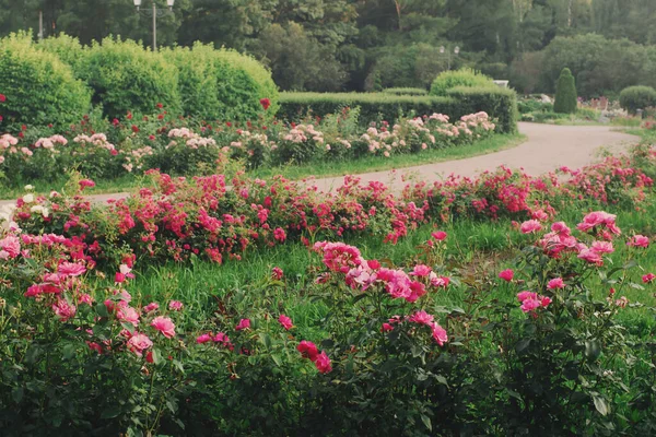 Çiçekli Pembe Güllerle Botanik Bahçesi — Stok fotoğraf