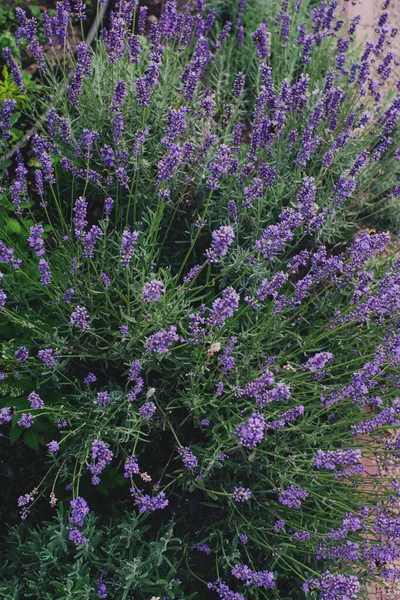 薰衣草紫色花朵在花园里绽放 有选择的焦点 — 图库照片