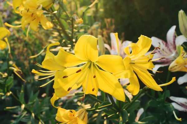 Garden Yellow Lilies Blossom — Stock Photo, Image