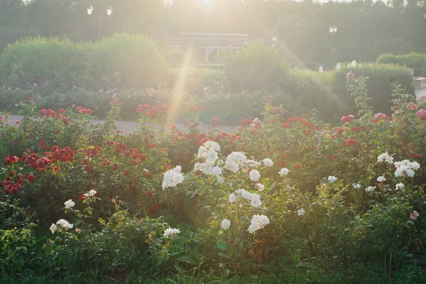 Orto Botanico Con Rose Bianche Rosse Fiore Fotografia Stock
