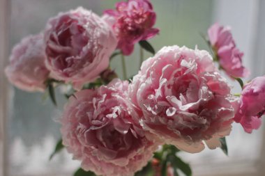 Bulanık arka planda pembe şakayık buketi, seçici odak