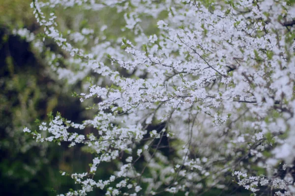 Ramas Cerezo Flor Con Flores Blancas Sobre Fondo Borroso Enfoque — Foto de Stock