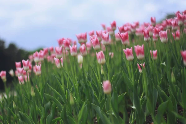 Campo Tulipani Rosa Fiore Giardino Una Soleggiata Giornata Primaverile Con Foto Stock