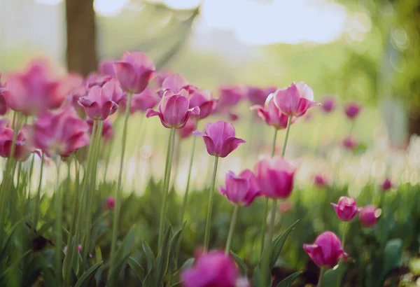 Campo Tulipani Rosa Brillante Fiore Giardino Una Giornata Primavera Soleggiata Foto Stock