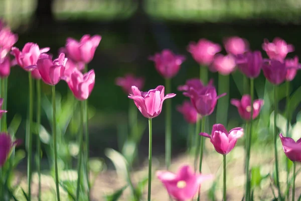 Campo Tulipani Rosa Brillante Fiore Giardino Una Giornata Sole Primaverile Immagine Stock