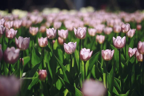 Campo Tulipani Rosa Fiore Giardino Una Soleggiata Giornata Primaverile Con Immagini Stock Royalty Free
