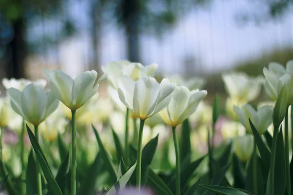 Campo Tulipani Bianchi Fiore Giardino Una Soleggiata Giornata Primaverile Con Foto Stock Royalty Free