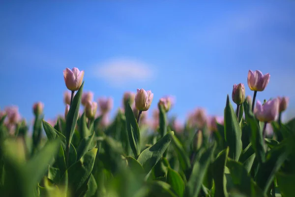 Campo Tulipani Rosa Fiore Giardino Una Soleggiata Giornata Primaverile Con Immagine Stock