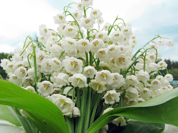 Blumenstrauß der Maiglöckchen — Stockfoto