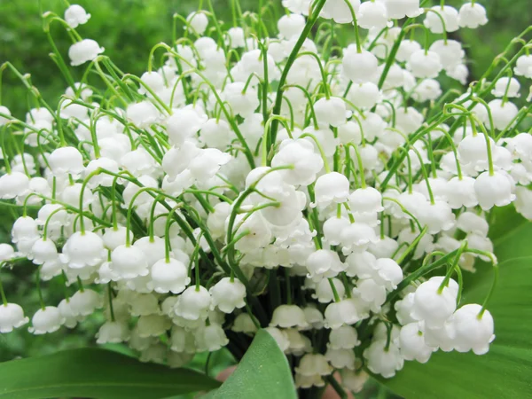 Bouquet de lys des fleurs de la vallée — Photo