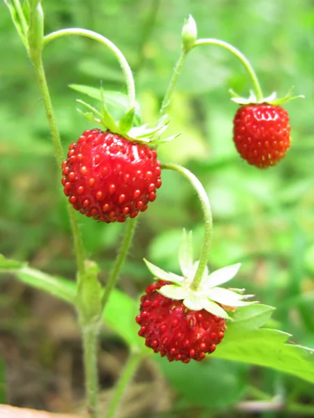 Wilde aardbeien bessen fruit dessert im bos — Stockfoto