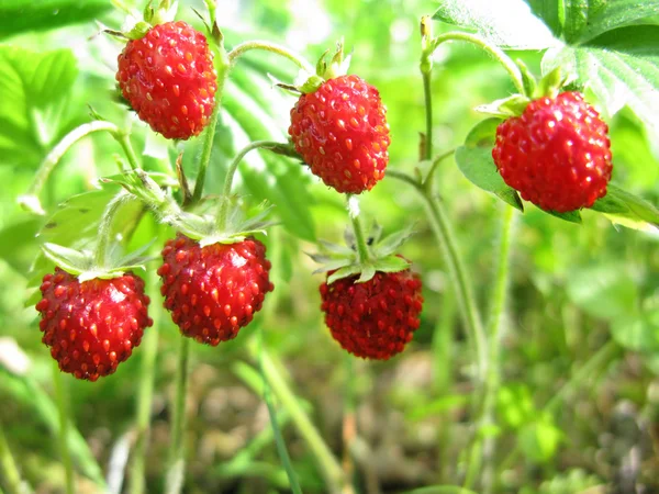 Bayas de fresa silvestres postre de frutas — Foto de Stock