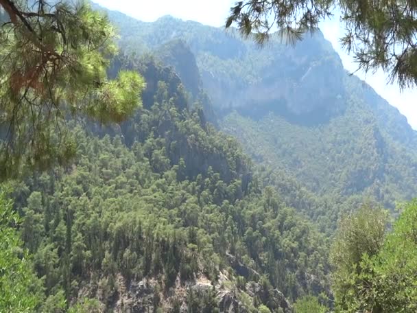 Montañas altas paisaje y pino pavo bosque — Vídeo de stock