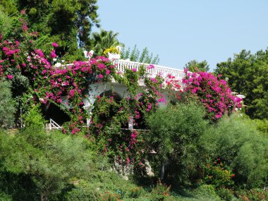 Arbour tropikal palmiye ağaçları ve çalıların arasında deniz kenarında