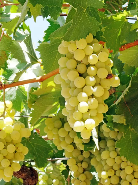 Fresh ripe grapes fruit growing in nature — Stock Photo, Image