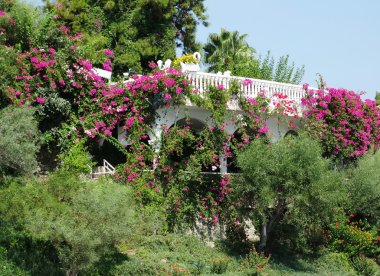 Arbour tropikal palmiye ağaçları ve çalıların arasında deniz kenarında 