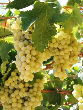 Olgun taze üzüm meyve doğada büyüyen