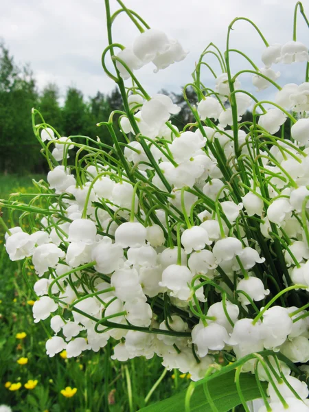 Blumenstrauß der Maiglöckchen — Stockfoto