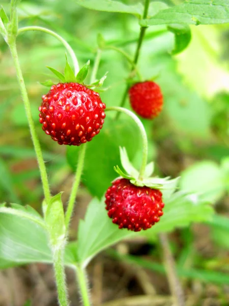 Bagas de morango selvagens sobremesa de frutas crescendo na natureza — Fotografia de Stock