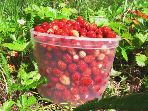 야생 딸기 딸기 과일 디저트 — 스톡 사진