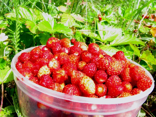 Bayas de fresa silvestres postre de frutas — Foto de Stock