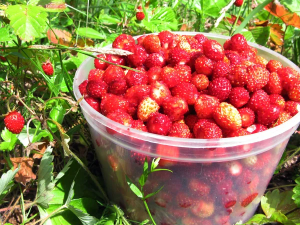 Bagas de morango selvagens sobremesa de frutas em cesta — Fotografia de Stock