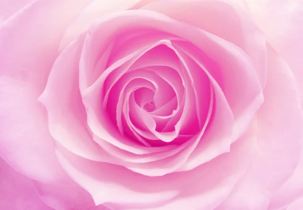 Pink and white rose heart closeup — Stock Photo, Image