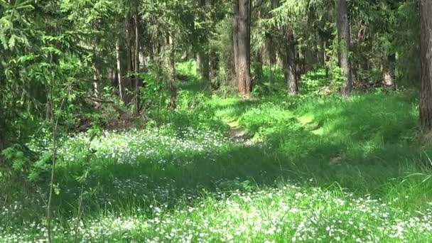 Droga krajobraz lasu wśród pola kwiatów i choinki sosnowe — Wideo stockowe