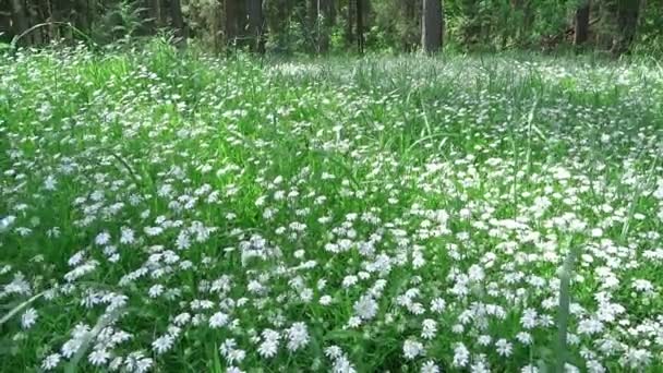 Fiori di campo in primavera foresta profonda Russia — Video Stock