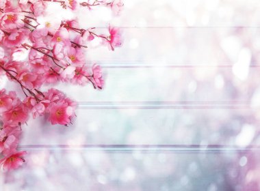 Baharın arka planında çiçek açan sakura kiraz çiçekleri çiçek açan çiçek doğası ve soyut bokeh                    