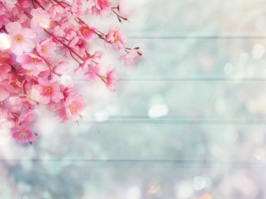 Baharın arka planında çiçek açan sakura kiraz çiçekleri çiçek açan çiçek doğası ve soyut bokeh                    