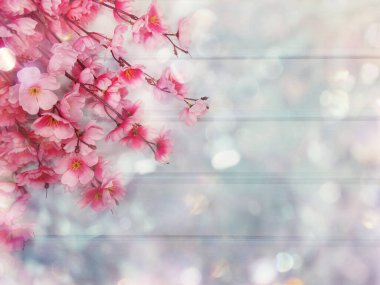 Baharın arka planında çiçek açan sakura kiraz çiçekleri çiçek açan çiçek doğası ve soyut bokeh                    