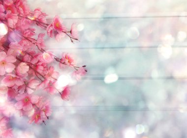 Baharın arka planında çiçek açan sakura kiraz çiçekleri çiçek açan çiçek doğası ve soyut bokeh                    