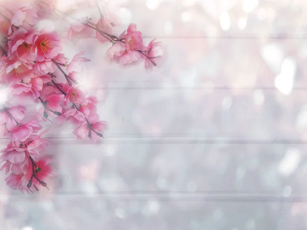 Printemps Arrière Plan Floraison Sakura Fleurs Cerisier Fleur Nature Florale — Photo