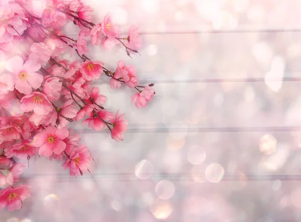 Vår Backgroung Blommande Sakura Körsbär Blommor Blomma Blommig Natur Och — Stockfoto