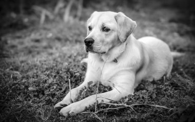 çimlerde Labrador geri almak