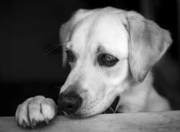 Labrador Retriever — Stock Photo, Image