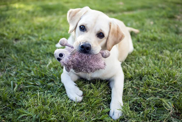 Labrador Retriever com um brinquedo fofinho Fotografias De Stock Royalty-Free