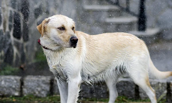 Labrador Retriever in the rain — Stock Photo, Image