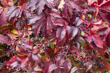 Kızıl sonbahar, Virginia 'yı sarmaş dolaş bırakır